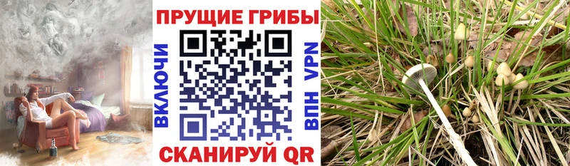 Галлюциногенные грибы ЛСД Междуреченск